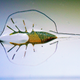 The tissue-engineered soft-robotic ray. (Image: Karaghen Hudson & Michael Rosnach)